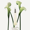 Perfume Issey Miyake L'Eau D'Issey EDT 100 ml