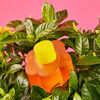 Perfume Agatha Ruiz De La Prada Flor EDT 100 ml