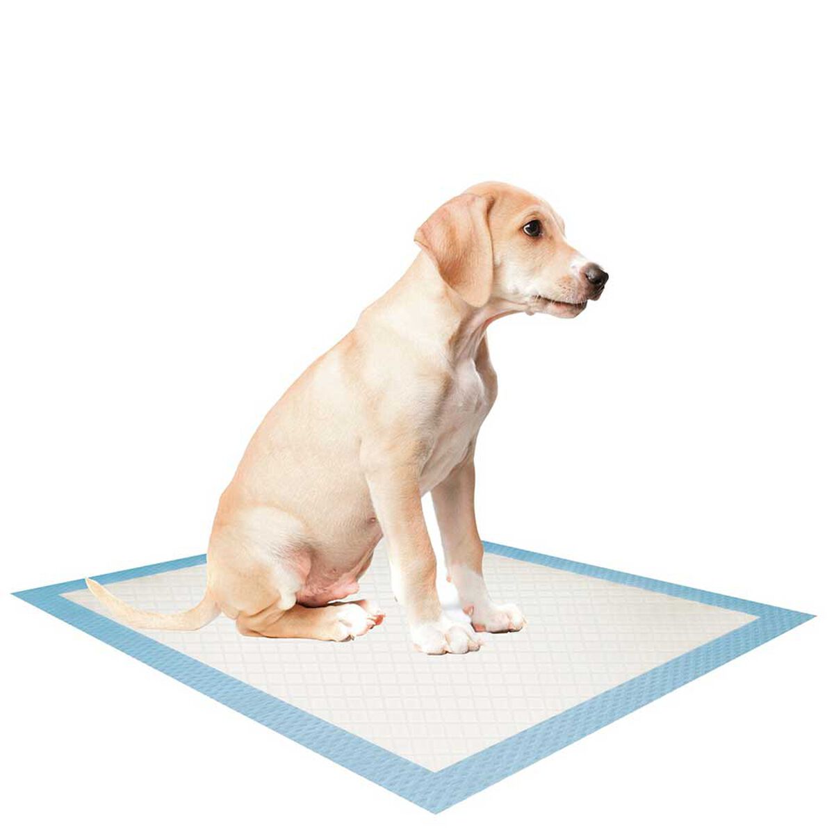 100 Sabanillas Entrenamiento para perros 45x60 PetWoow Celeste