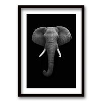 Cuadro Decorativo Retela Elephant BN 50 x 35 cm