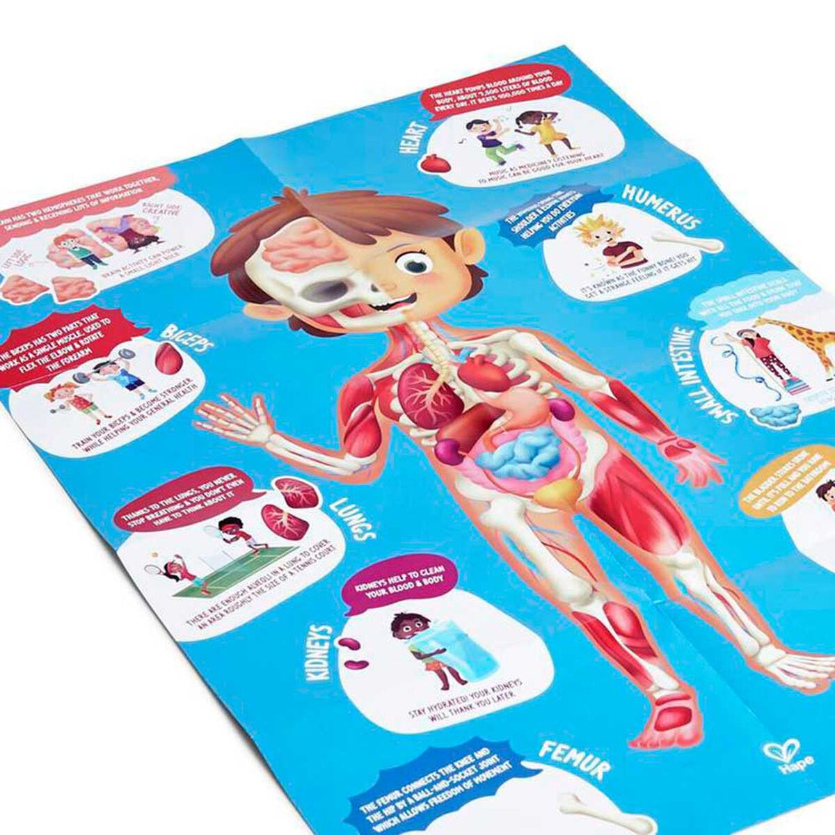Rompecabezas del Cuerpo Humano Didáctico Hape