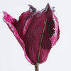 Magnolia Fucsia Castel Trading 22 cm