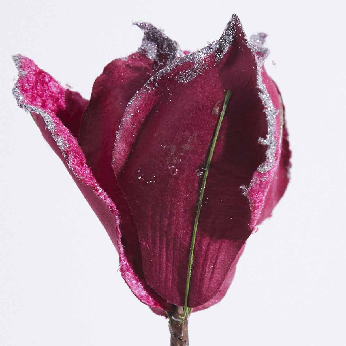 Magnolia Fucsia Castel Trading 22 cm