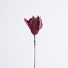Magnolia Fucsia Castel Trading 22 cm